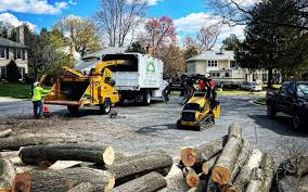 Professional Tree Removal and Landscaping Services in Meadowbrook, CA